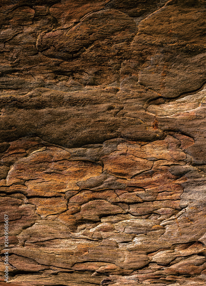 Fototapeta premium Detailed Texture of Rough Brown Tree Bark for Background