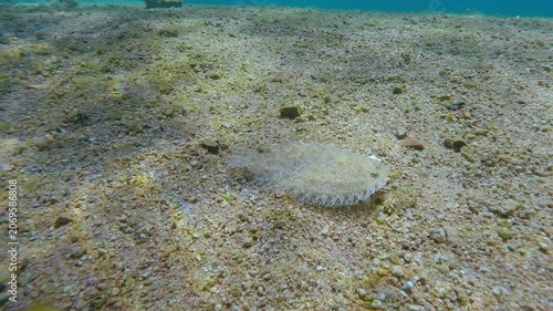 Leopard flounder swims along sandy bottom in suny reflections. Panther flounder (Bothus pantherinus) glides alongside seafloor in bright sun glare. Flatfish moves on sand seabed in vivid sunbeams.