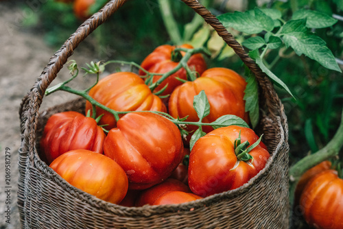 Tableau sur toile Basket full of organic heirloom tomatoes harvesting from garden