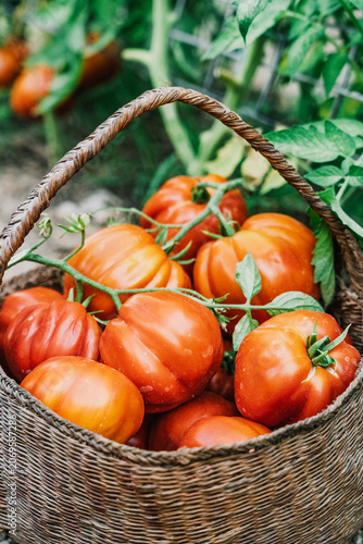 Fotografi Basket of fresh organic heirloom tomatoes from garden