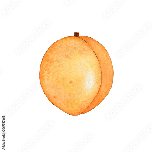 Ripe Apricot Fruit Watercolor Illustration Isolated on Transparent Background