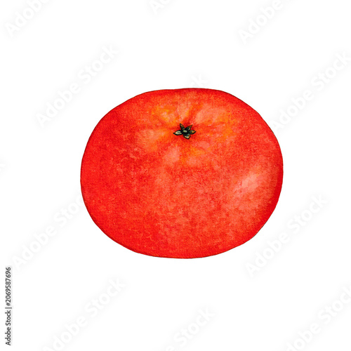 Fresh Mandarin Citrus Fruit Watercolor Illustration Isolated on Transparent Background