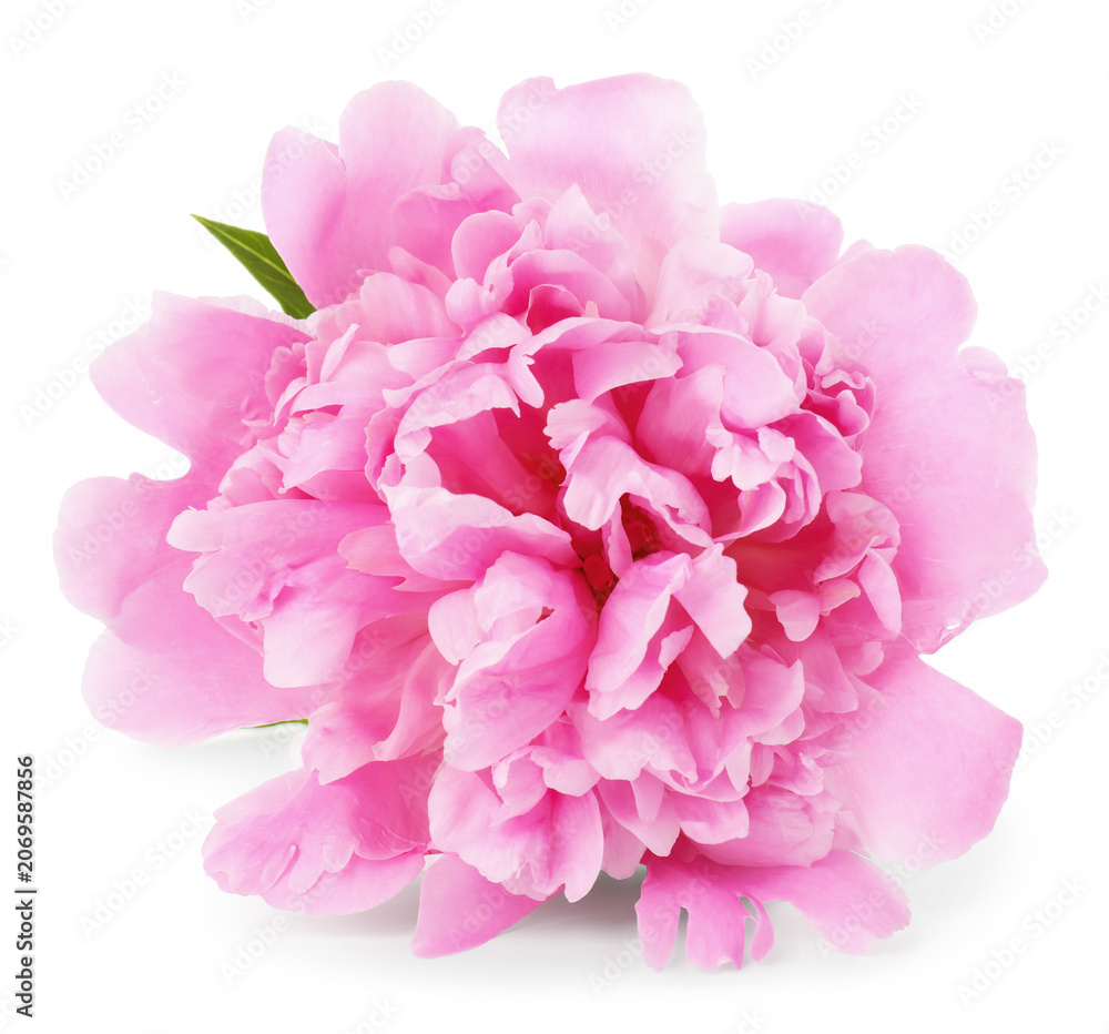 Fototapeta premium Beautiful pink peony flower isolated on white