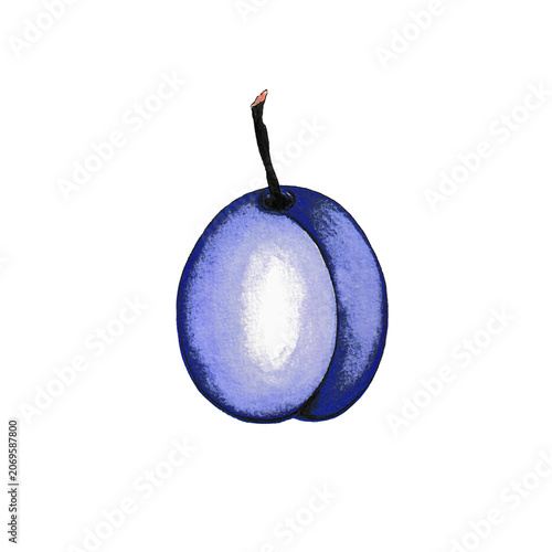 Ripe Plum Fruit Watercolor Illustration Isolated on Transparent Background