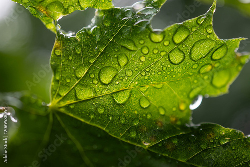 Foto Copy space background image leaf foliage natural wet rain droplets close up macr