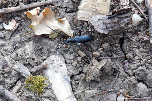 Closeup top view of black ground beetle on the soil in forest