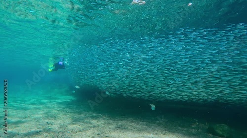 Woman in snorkeling gear swims alongside glittering chain of Silversides, with sun rays piercing water and illuminating dense silver swarm. Female in wetsuit swim parallel long, countless school fish