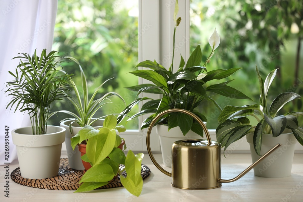 Obraz premium Potted houseplants on white wooden window sill indoors