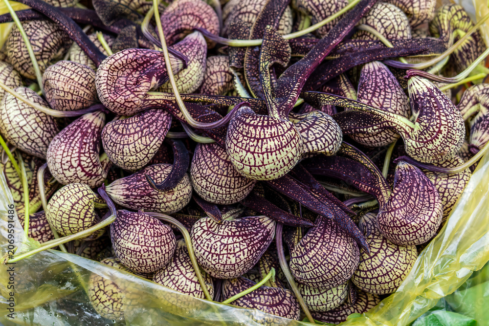 Fototapeta premium Vietnam, Aristolochia ringens blossom for sale in a market.