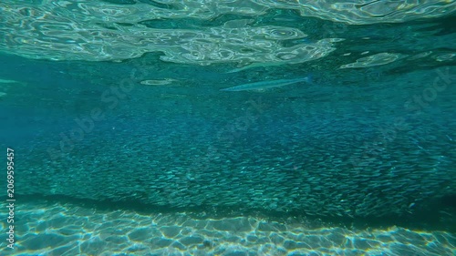 Needlefish swims alongside never-ending stream of synchronously swimming Atherina fish. Mass of Silversides, like single living organism, forms dense living wall along shore, Garfish is chasing them