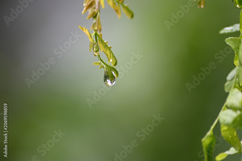 Fotografie water droplet hanging off of a baby locust leaf