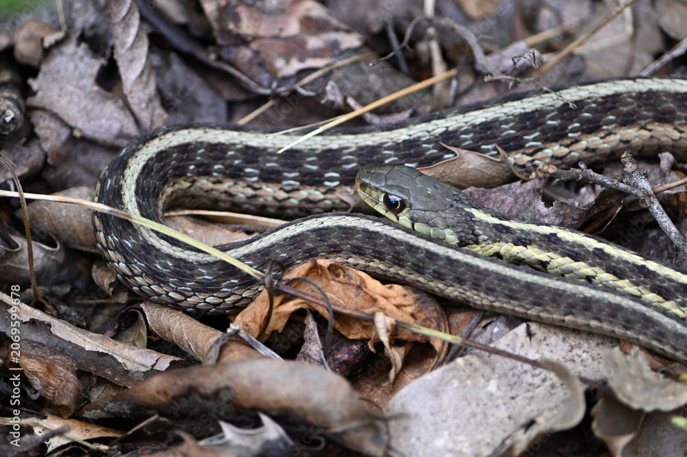 Obraz premium Long Garter Snake in backyard with eyes and yellow nad white stripes