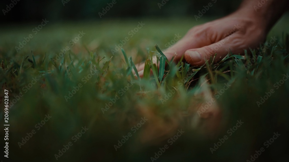 Fototapeta premium Human hand explores young grass blades