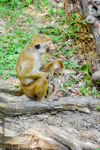 Monkey Mother with Baby (Toque Macaques, Macaca sinica) at Dimbulagala Raja Maha Viharaya (Dimbulagala Aranya Senasanaya, Dimbulagala Forest Monastery), Dimbulagala, Polonnaruwa, Sri Lanka.