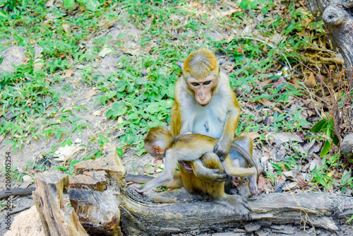Monkey Mother with Baby (Toque Macaques, Macaca sinica) at Dimbulagala Raja Maha Viharaya (Dimbulagala Aranya Senasanaya, Dimbulagala Forest Monastery), Dimbulagala, Polonnaruwa, Sri Lanka.