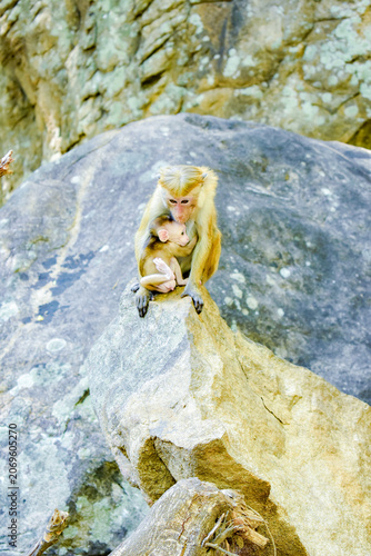 Monkey Mother with Baby (Toque Macaques, Macaca sinica) at Dimbulagala Raja Maha Viharaya (Dimbulagala Aranya Senasanaya, Dimbulagala Forest Monastery), Dimbulagala, Polonnaruwa, Sri Lanka.