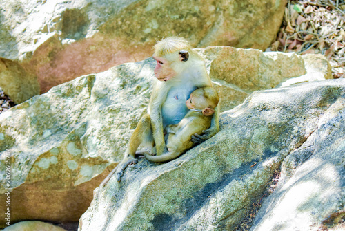 Monkey Mother with Baby (Toque Macaques, Macaca sinica) at Dimbulagala Raja Maha Viharaya (Dimbulagala Aranya Senasanaya, Dimbulagala Forest Monastery), Dimbulagala, Polonnaruwa, Sri Lanka.