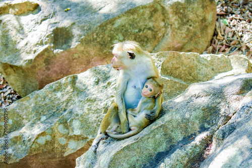 Monkey Mother with Baby (Toque Macaques, Macaca sinica) at Dimbulagala Raja Maha Viharaya (Dimbulagala Aranya Senasanaya, Dimbulagala Forest Monastery), Dimbulagala, Polonnaruwa, Sri Lanka.