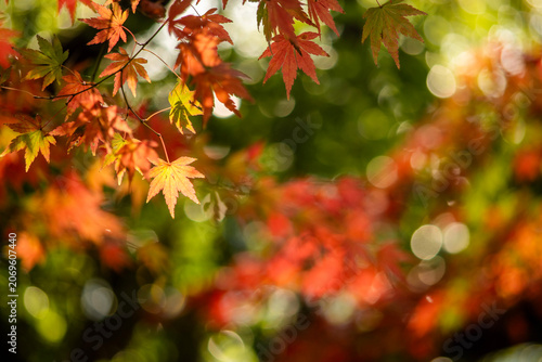 Autumn Light Through Maple Leaves