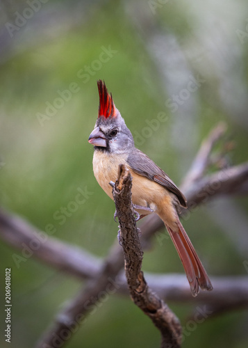 Vermillion Cardinal on a Branch