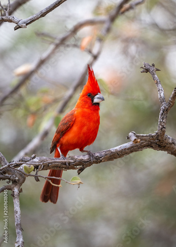 Vermillion Cardinal on a Branch