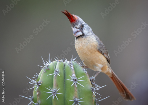 Cardinal Perched