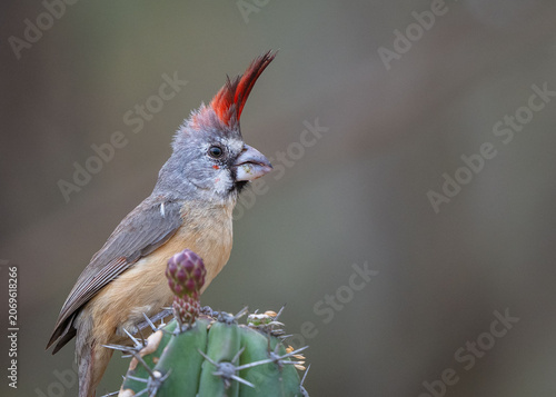Cardinal perched