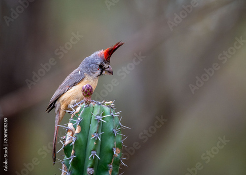 Vermillion Cardinal on a Cactus