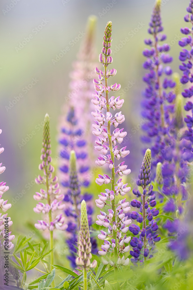 Obraz premium Lupines growing in a field, Prince Edward Island, Canada.