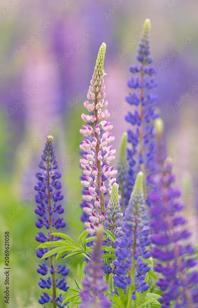 Obraz premium Lupines growing in a field, Prince Edward Island, Canada.