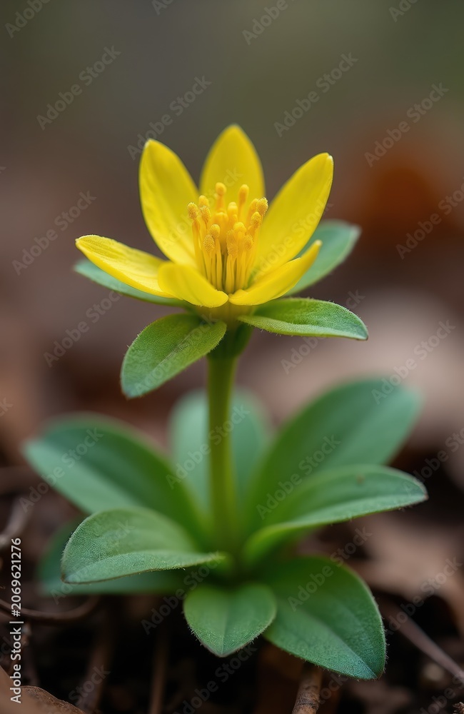 Obraz premium Yellow winter aconite flower blooms in forest floor. Early spring bloom emerges from soil with green leaves. Aconitum hyemale blossoms signal season change.