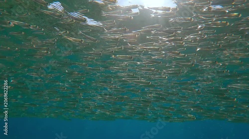 Shoal of Silversides Atherina swim just below surface of blue water, sparkling in sunbeams, backlit by sun. Atherina`s swims under top water, see-through in bright sunlight and sparkling in sunshine.