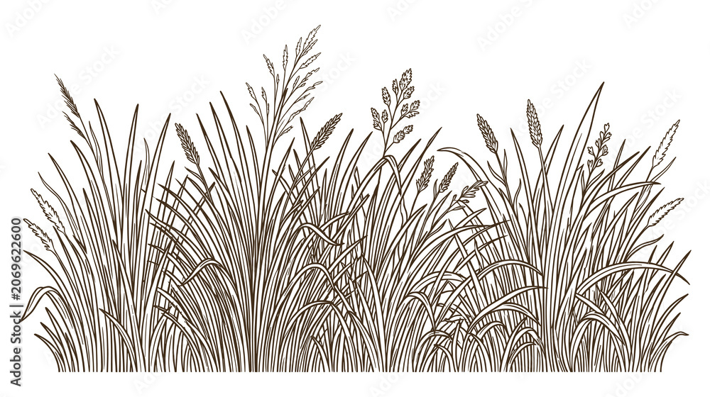 Fototapeta premium Detailed etching style drawing of wild meadow grass and wheat stalks for rustic backdrop.