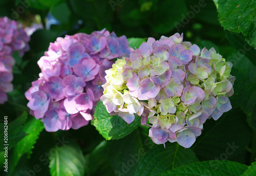 木漏れ日がさす庭の片隅で咲く紫陽花の花