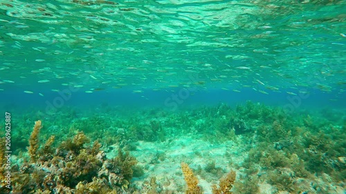 Shoal of Silversides Atherina swims in turquoise water on corals shallows covered with brown Sargassum seaweed. Atherina`s swimming under silvery water surface over plateau of coral reef with algae