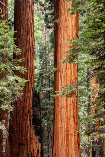 Sequoia forest trees on the Rocky mountains