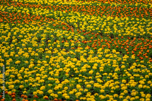 Dense field of orange and yellow marigolds in full bloom. A shallow depth of field with a sharp focus on the center flowers and soft bokeh for copy space. Botanical abundance and floral texture.