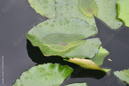 green water lily floating in water