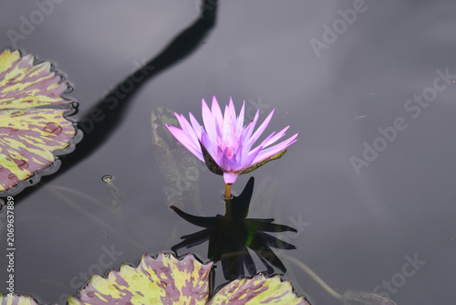 pink water lily bloom