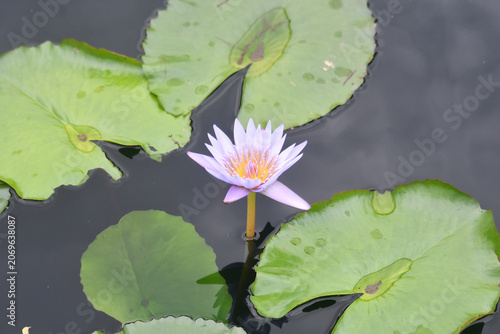 pink water lily in pond