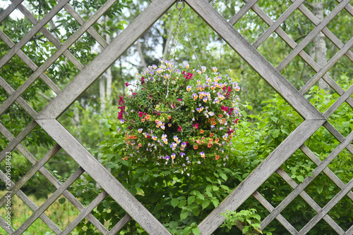 Zinnias in a flower pot hanging in a garden