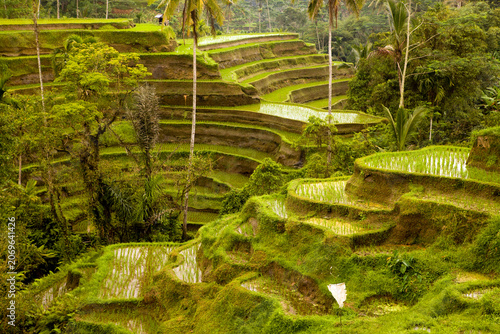Tegallalang Rice Terrace in Bali Indonesia With Green Paddy Fields