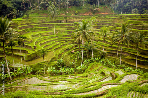 Tegallalang Rice Terrace in Bali Indonesia With Green Paddy Fields