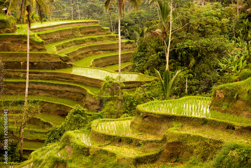 Tegallalang Rice Terrace in Bali Indonesia With Green Paddy Fields