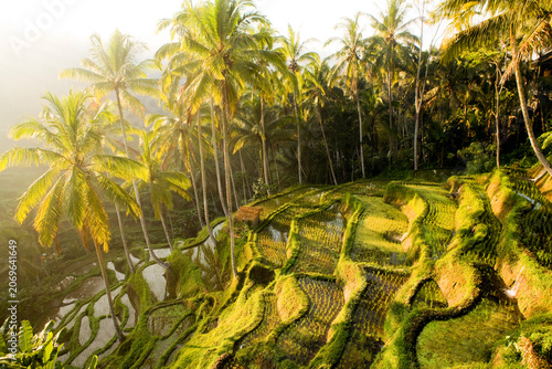 Tegallalang Rice Terrace in Bali Indonesia With Green Paddy Fields