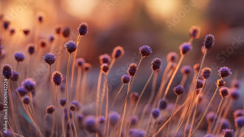 Delicate Clover Wildflowers in Sunset Glow, Cinematic Nature Banner.
