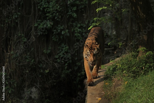 Foto A sumatran tiger is seen walking forward in the bushes during the day