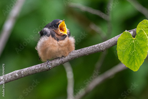 Foto Fledgling barn swallow yawns as it perches on a branch.