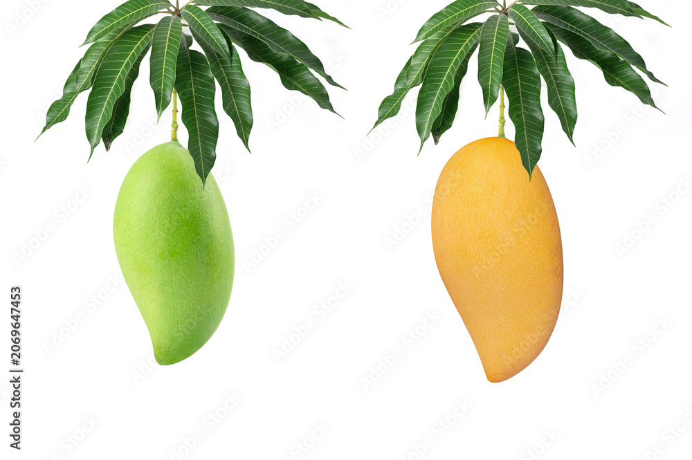 Obraz premium Pair of fresh mangoes, one raw green and one ripe golden yellow, hanging with lush green leaves. Tropical fruit high in vitamins, isolated on white background.