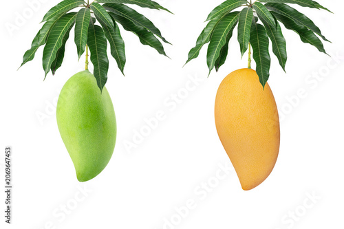 Pair of fresh mangoes, one raw green and one ripe golden yellow, hanging with lush green leaves. Tropical fruit high in vitamins, isolated on white background.